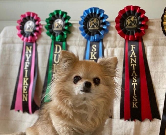 Sandie med rosetter från alla nivåer i Chihuahuacirkelns Aktivitetsutmaning. Här nedanför kan ni se filmer från alla fem nivåerna på alla de trick hon utfört för att klara högsta nivån.
Så gott som alla trick är utförda efter att Sandie fyllt 14 år!